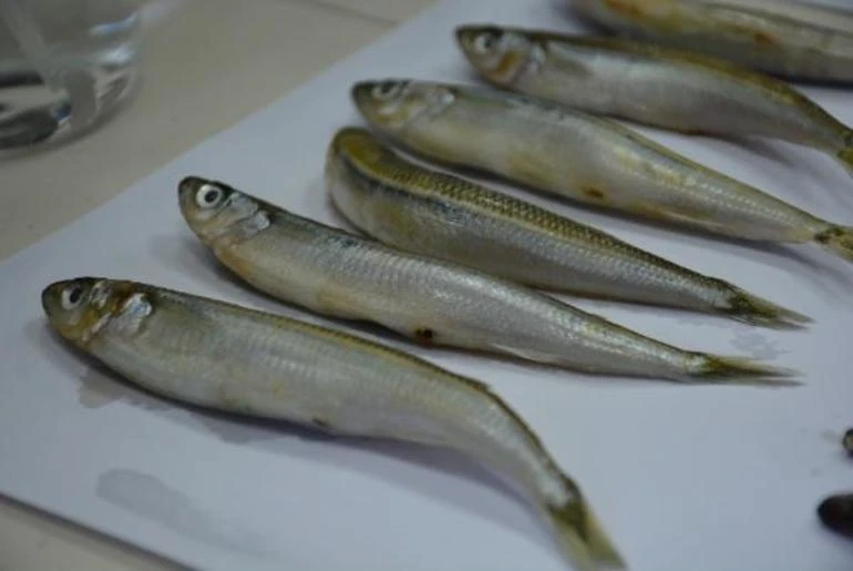 Karadeniz'deki 2 balık türünde parazit tespit edildi